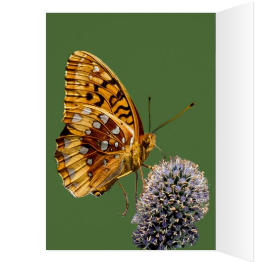 Fritillary Butterfly On Blue Thistle Vertikal (Innen (Links))
