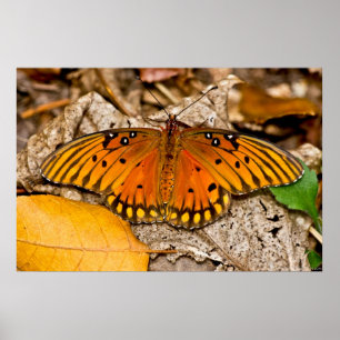 Fritillary Gulf Butterfly Erwärmung Wings Poster