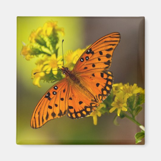 Fritillary Gulf Butterfly Geschenke und Bekleidung Magnet (Vorne)