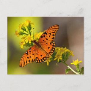 Fritillary Gulf Butterfly Geschenke und Bekleidung Postkarte