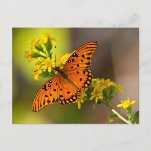 Fritillary Gulf Butterfly Geschenke und Bekleidung Postkarte (Vorderseite)