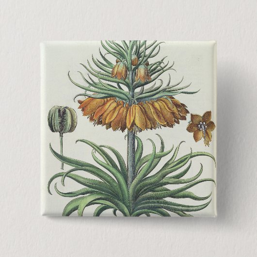 Fritillary: Korona Imperialis florum classe duplic Button (Vorderseite)