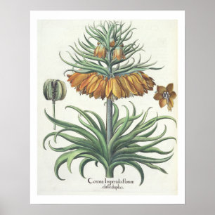 Fritillary: Korona Imperialis florum classe duplic Poster