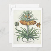 Fritillary: Korona Imperialis florum classe duplic Postkarte (Vorne/Hinten)