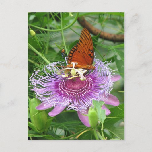 Fritillary & Passion Vine Postcard Postkarte (Vorderseite)
