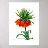 Fritillary Poster (Vorne)
