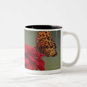 Fritillary-Schmetterling (Argyreus hyperbius) auf Zweifarbige Tasse