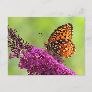 Fritillary World - Butterfly Postkarte