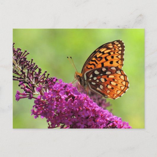 Fritillary World - Butterfly Postkarte (Vorderseite)