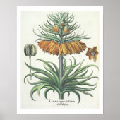 Fritillerie: Corona Imperialis florum classe dupli Poster (Vorne)