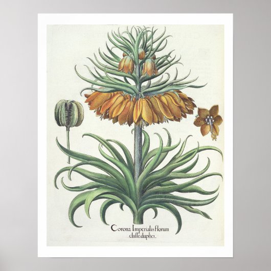 Fritillerie: Corona Imperialis florum classe dupli Poster (Vorne)