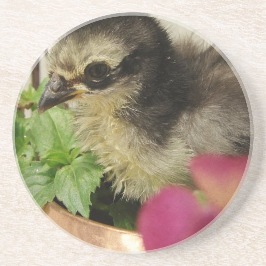 Frizzle Chick Getränkeuntersetzer (Vorne)