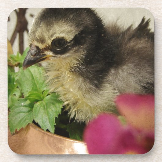 Frizzle Chick Getränkeuntersetzer (Vorderseite)
