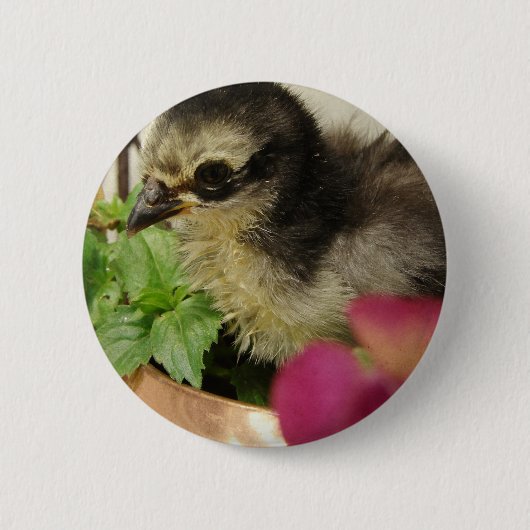 Frizzle Chick in Blume Button (Vorderseite)
