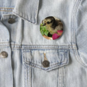 Frizzle Chick in Blume Button (Beispiel)