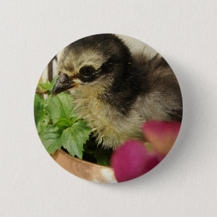 Frizzle Chick in Blume Button