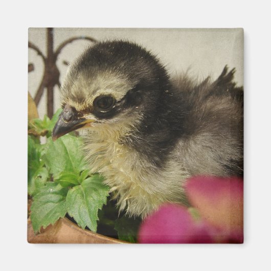 Frizzle Chick in Blume Magnet (Vorne)