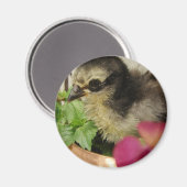 Frizzle Chick in Blume Magnet (Vorderseite/Rückseite)