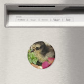 Frizzle Chick in Blume Magnet (In Situ (Geschirrspüler))