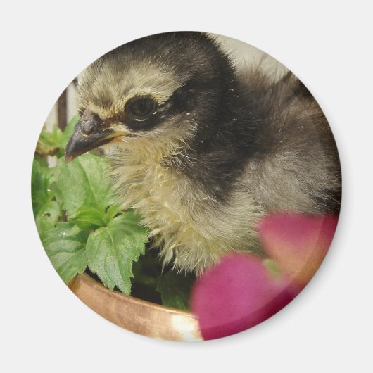 Frizzle Chick in Blume Magnet (Vorne)