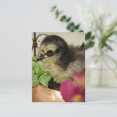 Frizzle Chick Postkarte (Stehend Vorderseite)