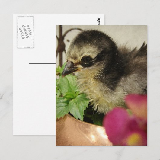 Frizzle Chick Postkarte (Vorne/Hinten)