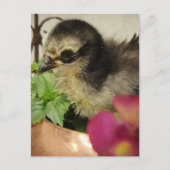 Frizzle Chick Postkarte (Vorderseite)