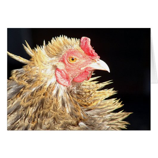 Frizzle Roo (Vorderseite (Horizontal))