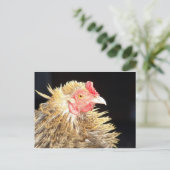 Frizzle Roo Postkarte (Stehend Vorderseite)