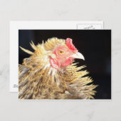 Frizzle Roo Postkarte (Vorne/Hinten)