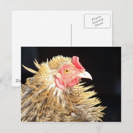 Frizzle Roo Postkarte (Vorne/Hinten)