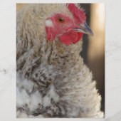 Frizzle Rooster (Vorderseite)