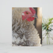 Frizzle Rooster (Stehend Vorderseite)