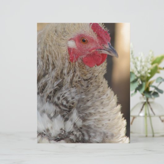 Frizzle Rooster (Stehend Vorderseite)