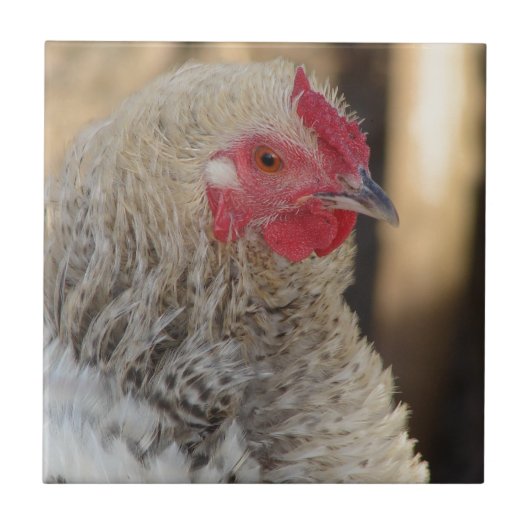 Frizzle Rooster Fliese (Vorderseite)