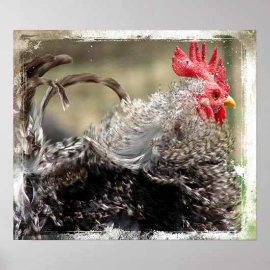 Frizzle Rooster Poster (Vorne)