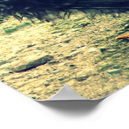 Frizzle Rooster Poster (Ecke)