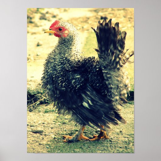 Frizzle Rooster Poster (Vorne)