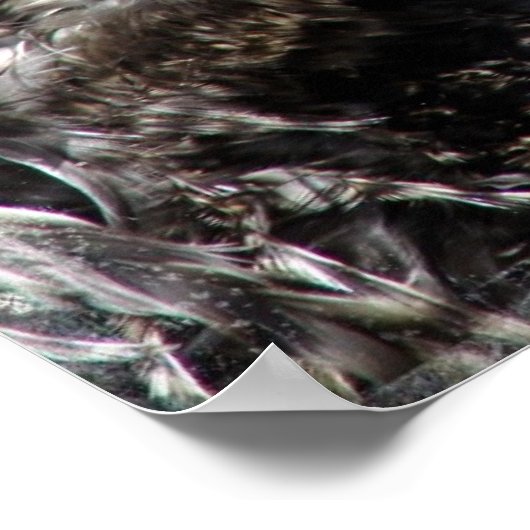 Frizzle Rooster Poster (Ecke)