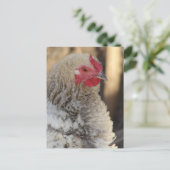 Frizzle Rooster Postkarte (Stehend Vorderseite)