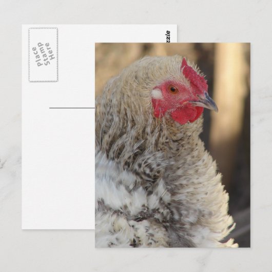 Frizzle Rooster Postkarte (Vorne/Hinten)
