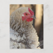 Frizzle Rooster Postkarte (Vorderseite)