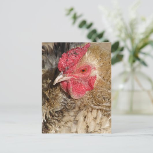 Frizzle Rooster Postkarte (Stehend Vorderseite)