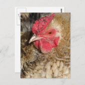 Frizzle Rooster Postkarte (Vorne/Hinten)