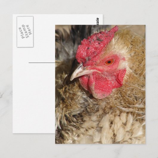 Frizzle Rooster Postkarte (Vorne/Hinten)