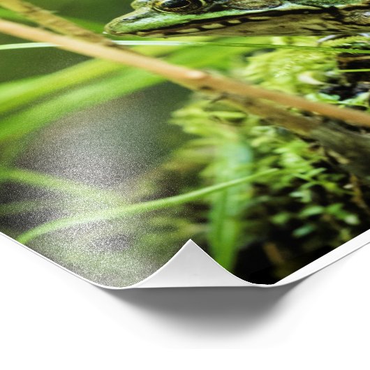 Frog 01 fotodruck (Ecke)