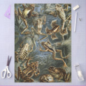 Frog and toad Ernst Haeckel vintage Seidenpapier (Basteln)