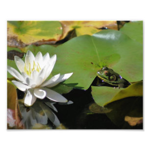 Frog Bewunderung Wasser Lilie 10x8 Nature Print Fotodruck