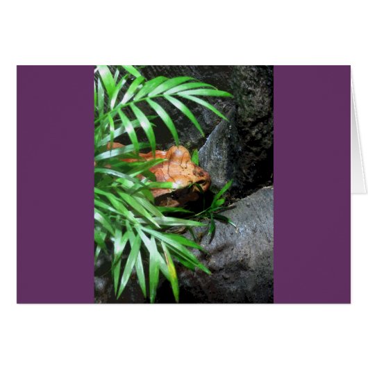 Frog CB Grußkarte verstecken (Vorderseite (Horizontal))
