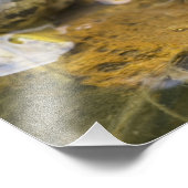 Frog entlang des Buffalo River, Mile 126 auf der Fotodruck (Ecke)